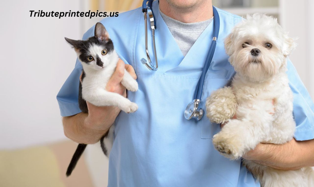 Dr millar veterinarian lakeland terriers tucson az